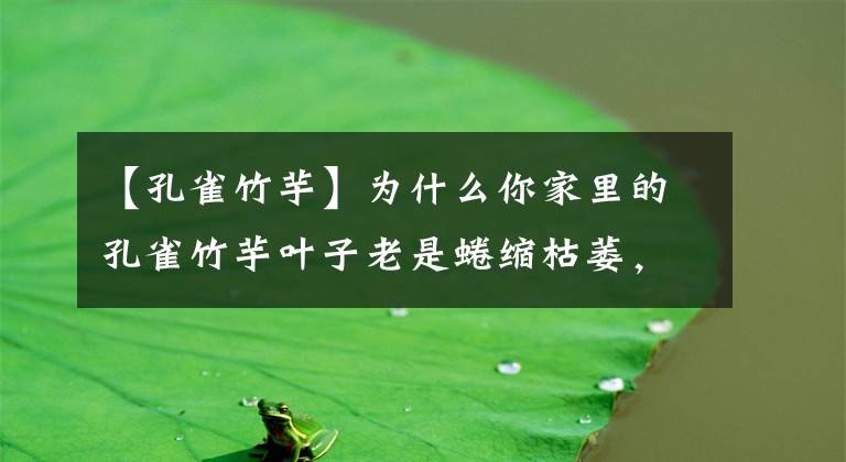 【孔雀竹芋】為什么你家里的孔雀竹芋葉子老是蜷縮枯萎，原因就只有一個(gè)