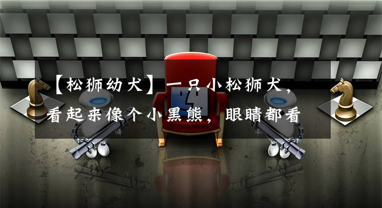 【松獅幼犬】一只小松獅犬，看起來(lái)像個(gè)小黑熊，眼睛都看不清楚在哪，好可愛(ài)