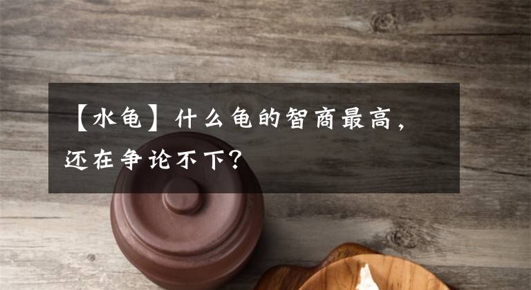 【水龜】什么龜?shù)闹巧套罡?，還在爭(zhēng)論不下？