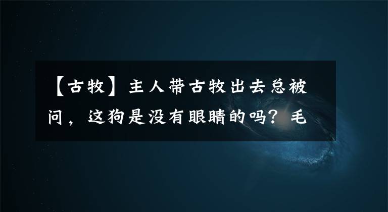 【古牧】主人帶古牧出去總被問，這狗是沒有眼睛的嗎？毛太長也很無奈呀！