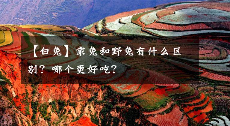 【白兔】家兔和野兔有什么區(qū)別？哪個(gè)更好吃？