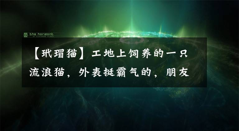 【玳瑁貓】工地上飼養(yǎng)的一只流浪貓，外表挺霸氣的，朋友說叫玳瑁，很少見！