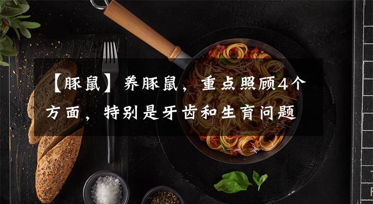 【豚鼠】養(yǎng)豚鼠，重點照顧4個方面，特別是牙齒和生育問題