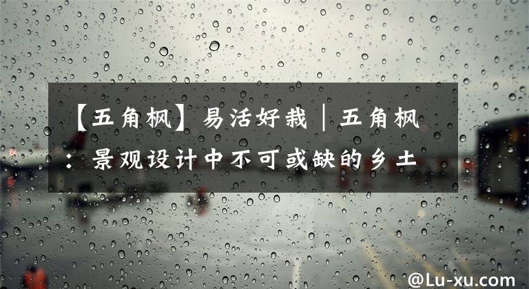 【五角楓】易活好栽｜五角楓：景觀設(shè)計(jì)中不可或缺的鄉(xiāng)土秋色葉樹種