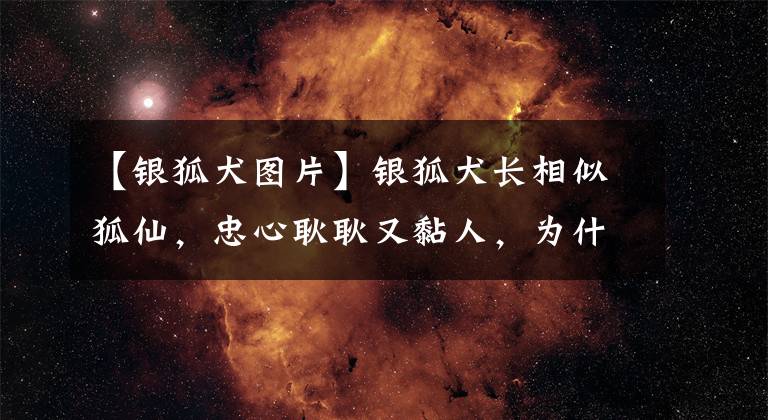 【銀狐犬圖片】銀狐犬長相似狐仙，忠心耿耿又黏人，為什么卻很少人養(yǎng)