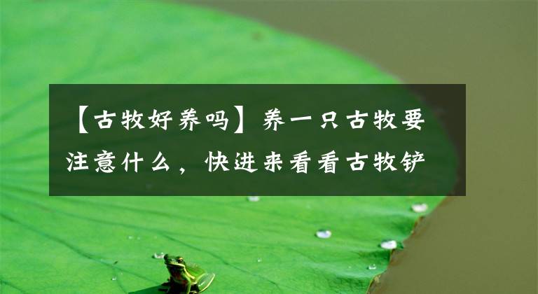 【古牧好養(yǎng)嗎】養(yǎng)一只古牧要注意什么，快進來看看古牧鏟屎官需要做哪些準(zhǔn)備？