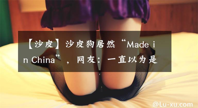 【沙皮】沙皮狗居然“Made in China”，網(wǎng)友：一直以為是進(jìn)口犬