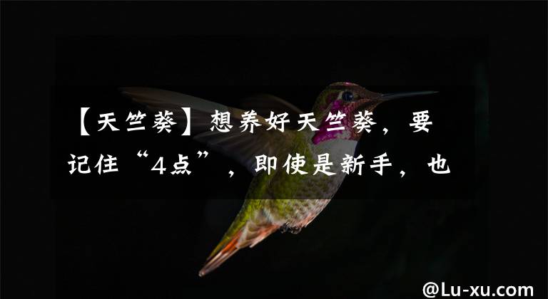 【天竺葵】想養(yǎng)好天竺葵，要記住“4點(diǎn)”，即使是新手，也能養(yǎng)爆盆