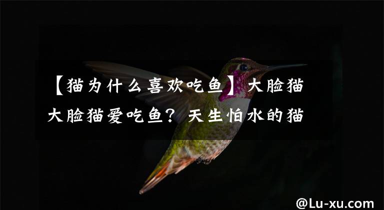 【貓為什么喜歡吃魚】大臉貓大臉貓愛吃魚？天生怕水的貓咪怎么會愛上吃魚的