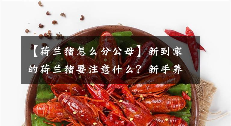 【荷蘭豬怎么分公母】新到家的荷蘭豬要注意什么？新手養(yǎng)豬指南