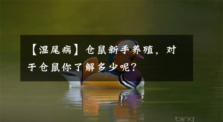 【濕尾病】倉鼠新手養(yǎng)殖，對于倉鼠你了解多少呢？