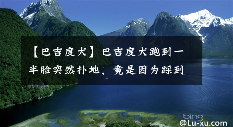 【巴吉度犬】巴吉度犬跑到一半臉突然撲地，竟是因?yàn)椴鹊阶约憾淞?></a></div> <div   id=