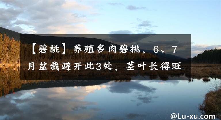 【碧桃】養(yǎng)殖多肉碧桃，6、7月盆栽避開此3處，莖葉長得旺、染色美