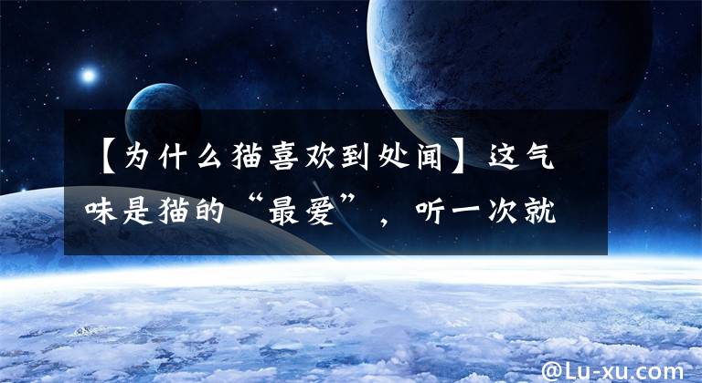 【為什么貓喜歡到處聞】這氣味是貓的“最愛”，聽一次就會(huì)上癮