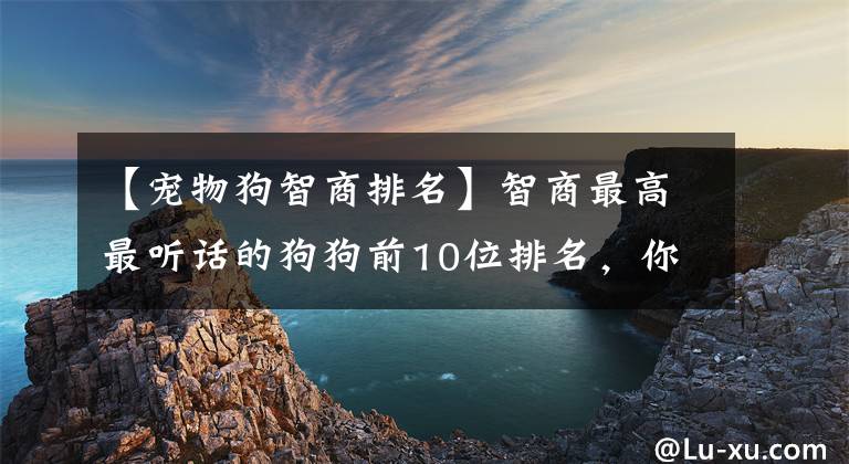 【寵物狗智商排名】智商最高最聽話的狗狗前10位排名，你的愛犬是否入選呢？