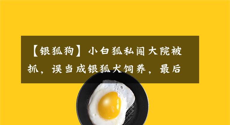 【銀狐狗】小白狐私闖大院被抓，誤當(dāng)成銀狐犬飼養(yǎng)，最后無奈與兵哥哥道別！