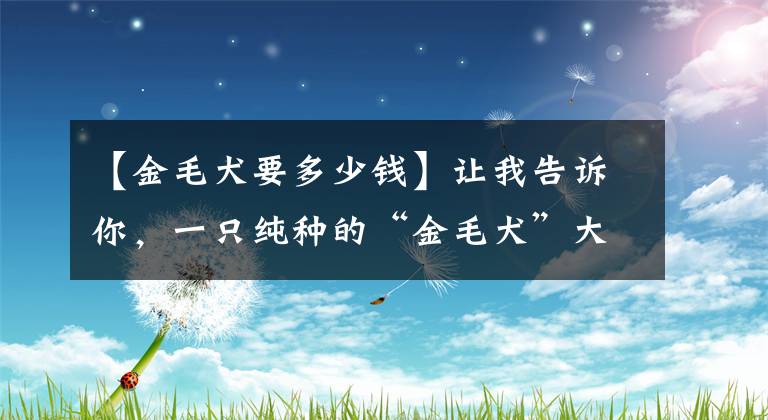 【金毛犬要多少錢】讓我告訴你，一只純種的“金毛犬”大概多少錢，別買貴了