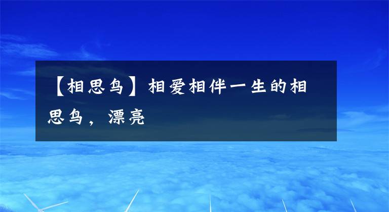 【相思鳥】相愛(ài)相伴一生的相思鳥，漂亮