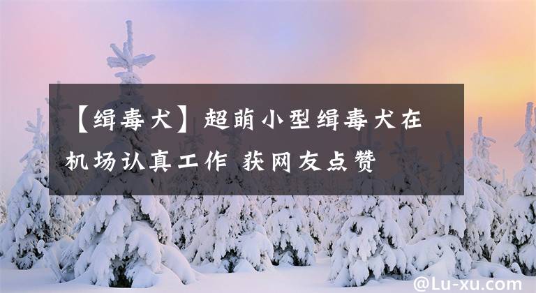 【緝毒犬】超萌小型緝毒犬在機(jī)場認(rèn)真工作 獲網(wǎng)友點(diǎn)贊