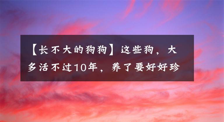 【長(zhǎng)不大的狗狗】這些狗，大多活不過(guò)10年，養(yǎng)了要好好珍惜