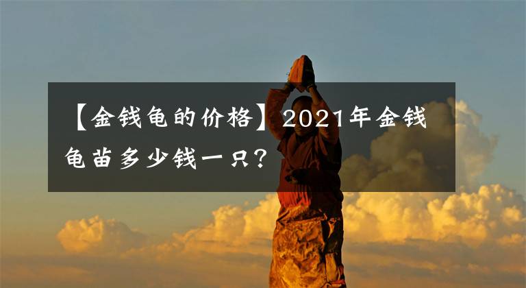 【金錢龜?shù)膬r(jià)格】2021年金錢龜苗多少錢一只？