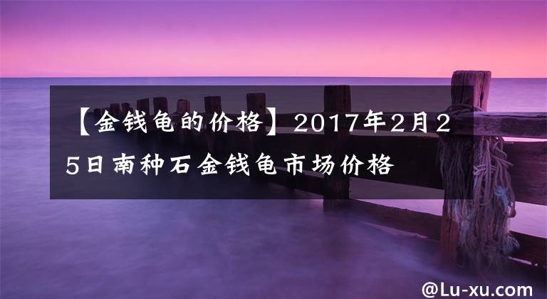 【金錢龜?shù)膬r(jià)格】2017年2月25日南種石金錢龜市場價(jià)格