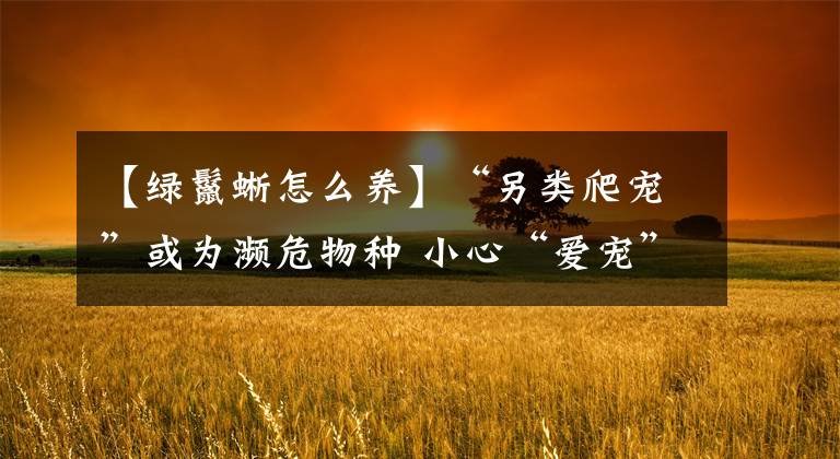 【綠鬣蜥怎么養(yǎng)】“另類爬寵”或?yàn)闉l危物種 小心“愛寵”變“害寵”遭牢獄之災(zāi)