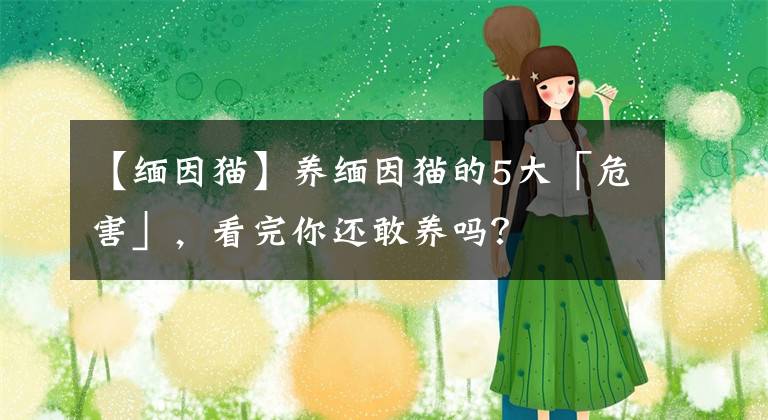 【緬因貓】養(yǎng)緬因貓的5大「危害」，看完你還敢養(yǎng)嗎？