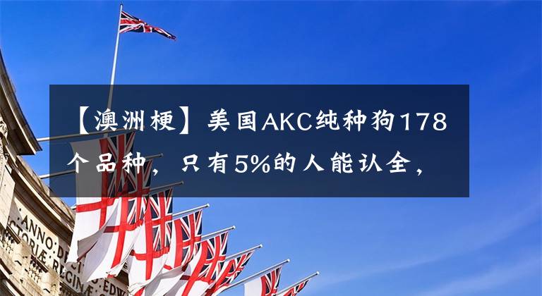 【澳洲?！棵绹?guó)AKC純種狗178個(gè)品種，只有5%的人能認(rèn)全，你來試試！