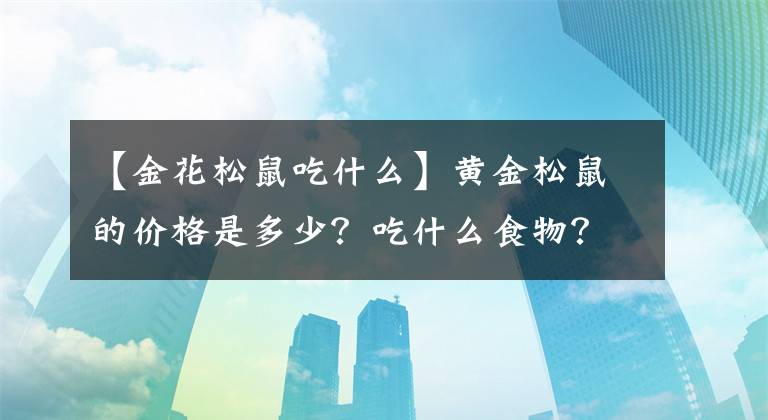 【金花松鼠吃什么】黃金松鼠的價格是多少？吃什么食物？表格要注意什么？