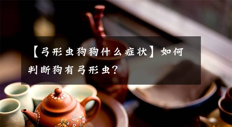 【弓形蟲狗狗什么癥狀】如何判斷狗有弓形蟲？