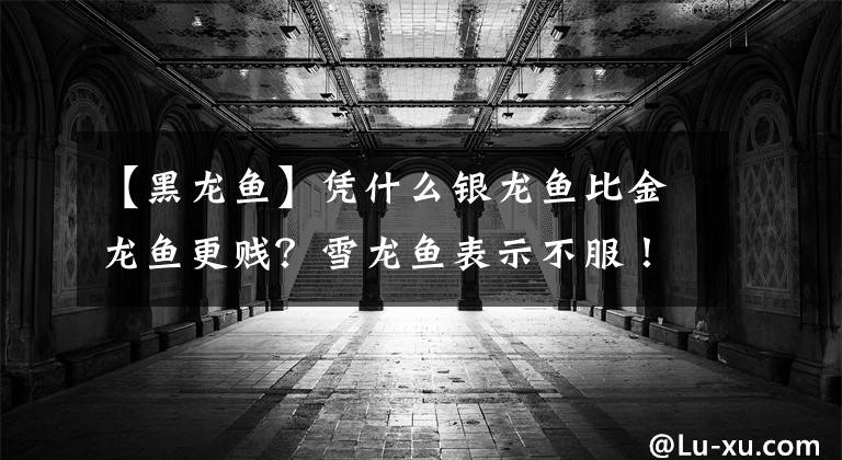 【黑龍魚】憑什么銀龍魚比金龍魚更賤？雪龍魚表示不服！