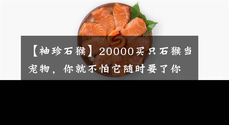 【袖珍石猴】20000買只石猴當(dāng)寵物，你就不怕它隨時(shí)要了你的命嗎