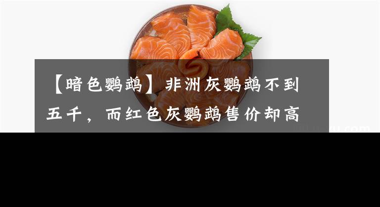 【暗色鸚鵡】非洲灰鸚鵡不到五千，而紅色灰鸚鵡售價(jià)卻高達(dá)幾十萬(wàn)，僅羽毛不同