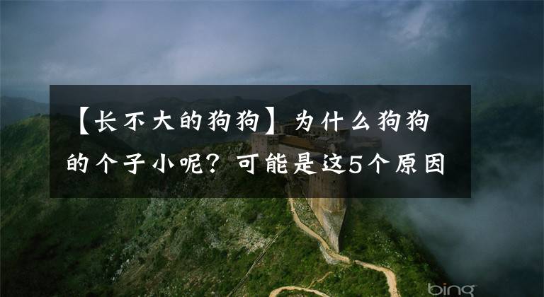 【長不大的狗狗】為什么狗狗的個子小呢？可能是這5個原因造成的，寵主要重視