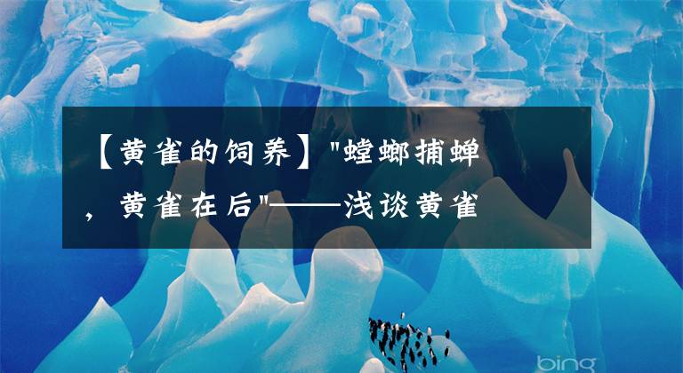 【黃雀的飼養(yǎng)】"螳螂捕蟬，黃雀在后"——淺談黃雀小故事