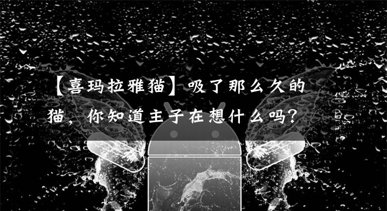 【喜瑪拉雅貓】吸了那么久的貓，你知道主子在想什么嗎？