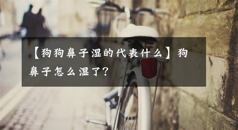 【狗狗鼻子濕的代表什么】狗鼻子怎么濕了？