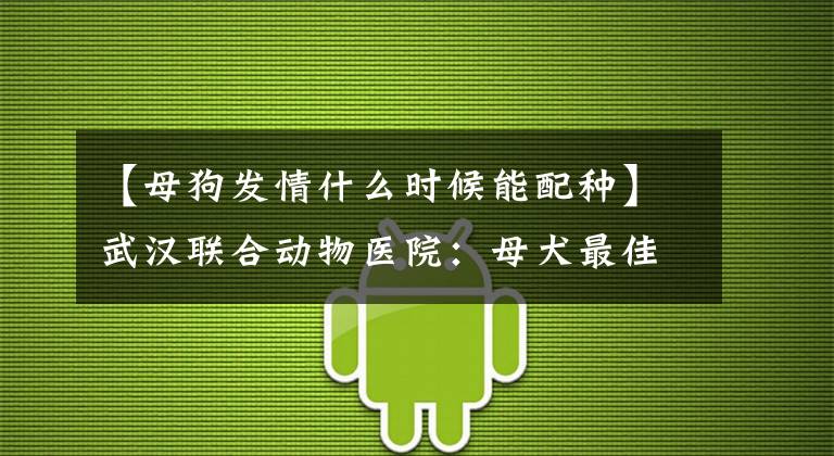 【母狗發(fā)情什么時候能配種】武漢聯(lián)合動物醫(yī)院：母犬最佳配種時期