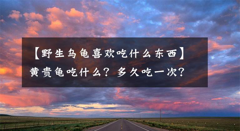 【野生烏龜喜歡吃什么東西】黃貴龜吃什么？多久吃一次？