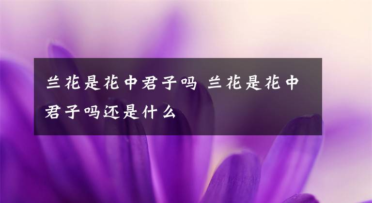 蘭花是花中君子嗎 蘭花是花中君子嗎還是什么