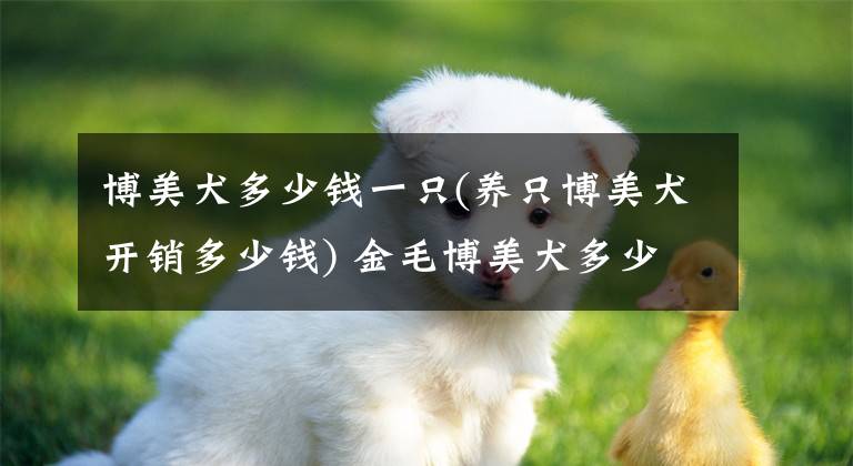 博美犬多少錢一只(養(yǎng)只博美犬開銷多少錢) 金毛博美犬多少錢一條