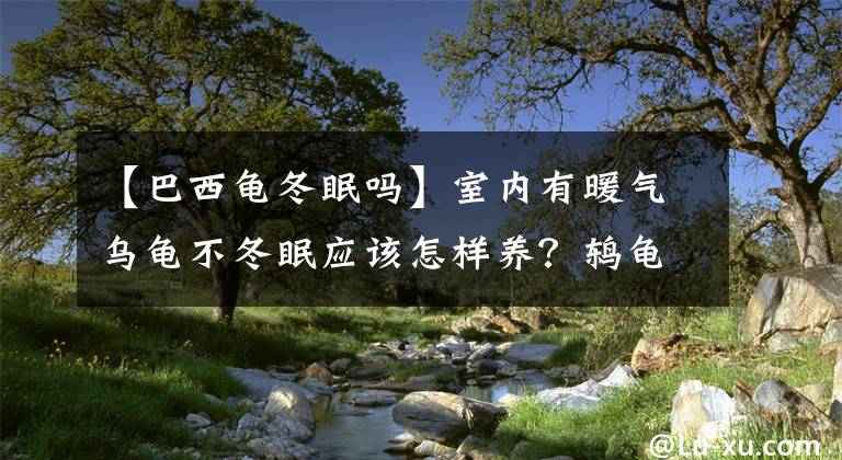 【巴西龜冬眠嗎】室內有暖氣烏龜不冬眠應該怎樣養(yǎng)？鶇龜先生詳解冬季供暖養(yǎng)龜方法