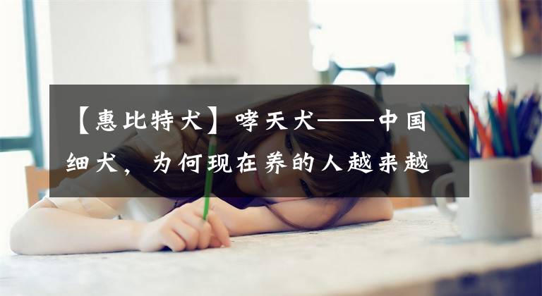 【惠比特犬】哮天犬——中國細(xì)犬，為何現(xiàn)在養(yǎng)的人越來越少？