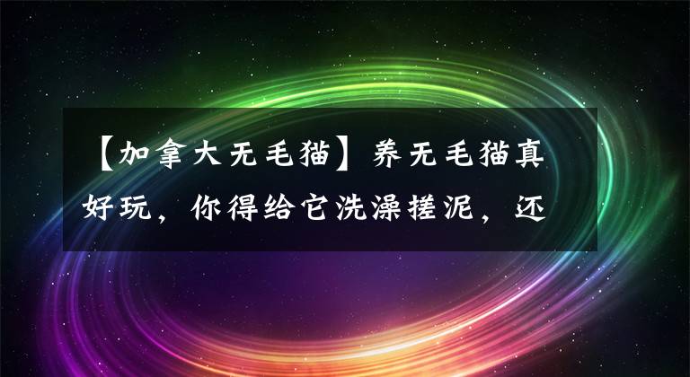 【加拿大無毛貓】養(yǎng)無毛貓真好玩，你得給它洗澡搓泥，還得給它擠黑頭