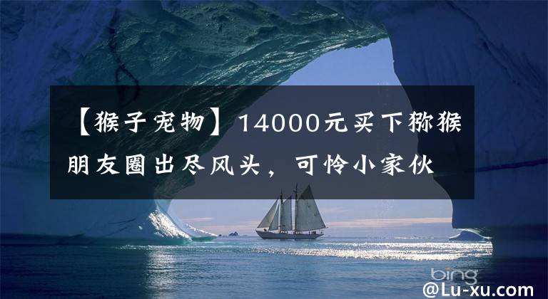 【猴子寵物】14000元買(mǎi)下獼猴朋友圈出盡風(fēng)頭，可憐小家伙不久埋骨樹(shù)下