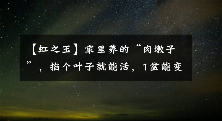 【虹之玉】家里養(yǎng)的“肉墩子”，掐個(gè)葉子就能活，1盆能變10多盆