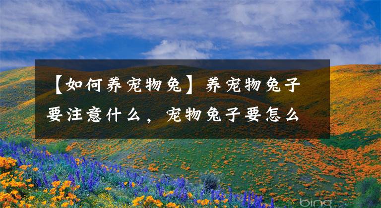 【如何養(yǎng)寵物兔】養(yǎng)寵物兔子要注意什么，寵物兔子要怎么飼養(yǎng)