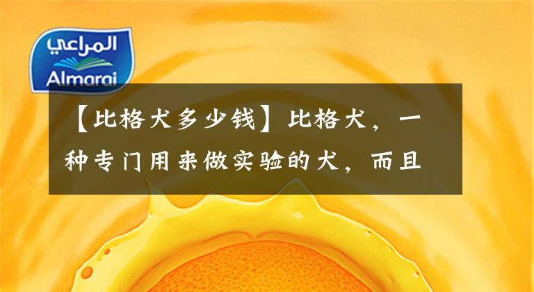 【比格犬多少錢】比格犬，一種專門用來做實驗的犬，而且性格極好的犬