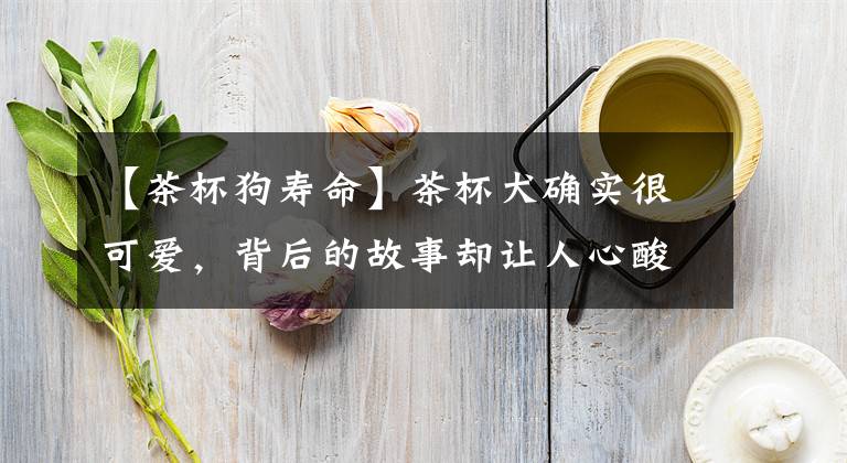 【茶杯狗壽命】茶杯犬確實(shí)很可愛，背后的故事卻讓人心酸